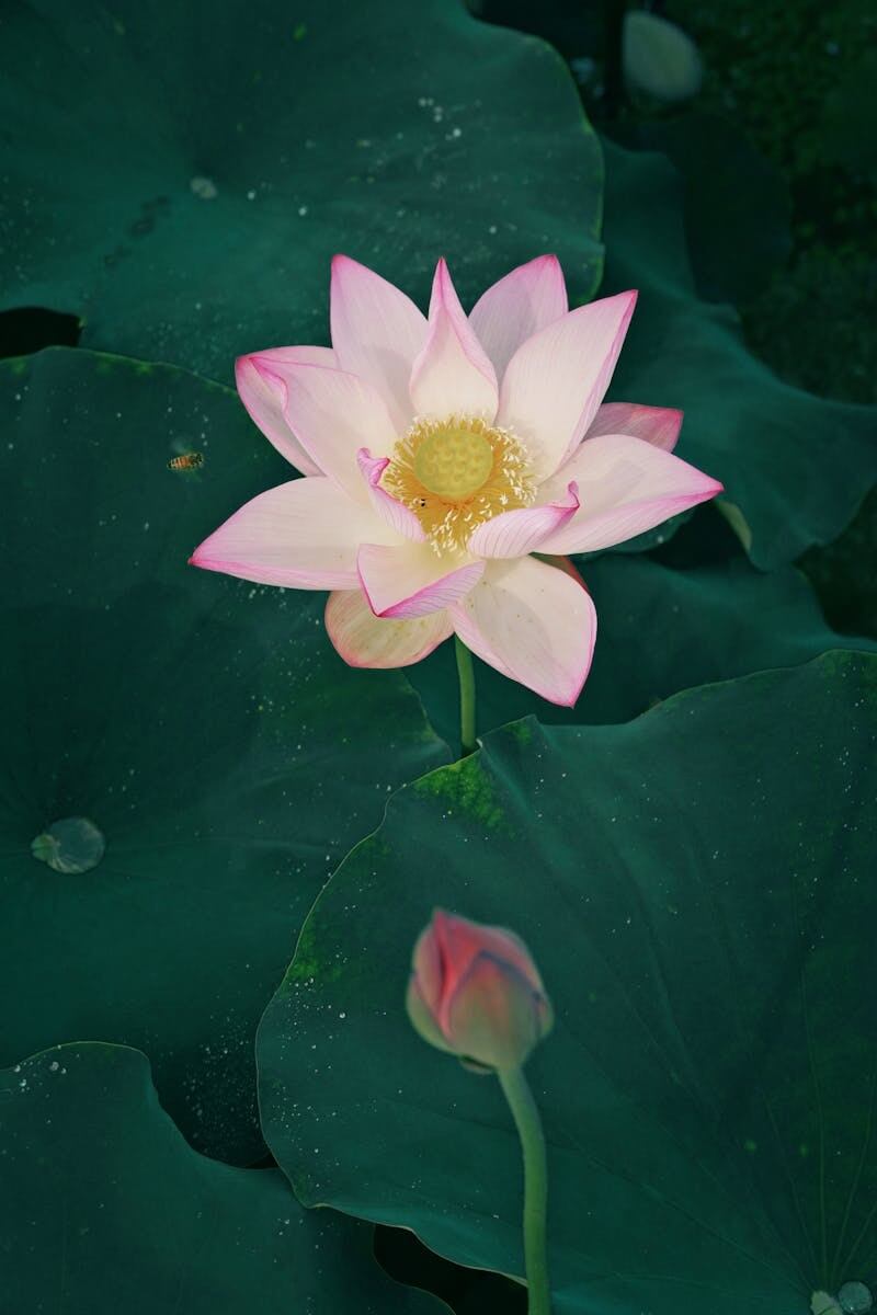 Lotus - Tokinlegends best Vietnam DMC