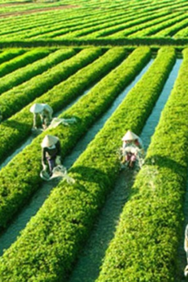 Tra que village - Vietnam nature immersion