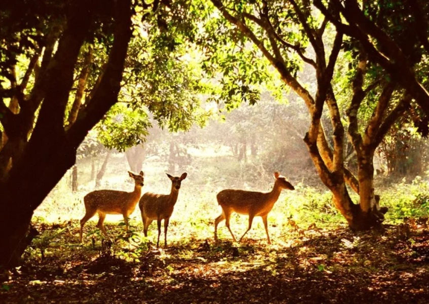 Three deer standing in a sunlit forest clearing at Cuc Phuong National Park